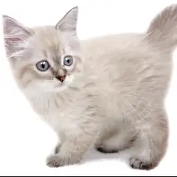 ネヴァマスカレード