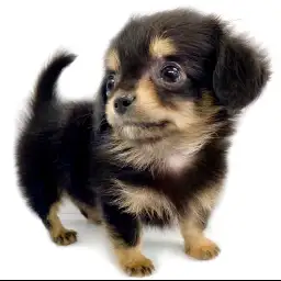 MIX（チワワ×ミニチュアダックスフント）