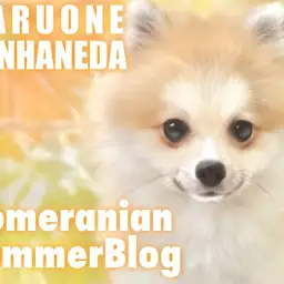 【 ポメラニアン 】今年の夏はポメラニアンで決まり!ポメサマーライフをお届けします!