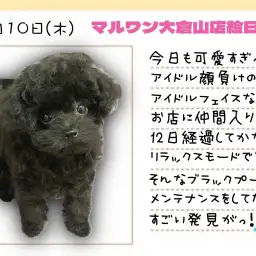 【  トイプードル 】アイドル級の可愛さ！メンテナンスしてたらすごい発見！