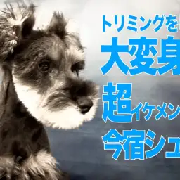 【 ミニチュアシュナウザー 】今宿シュナの初カットはダンディ過ぎて惚れてまう説!