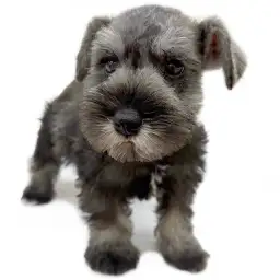 ミニチュア・シュナウザー