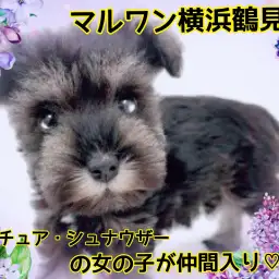 【 ミニチュアシュナウザー 】おっとりシュナちゃんが、マルワン横浜鶴見店に仲間入り!