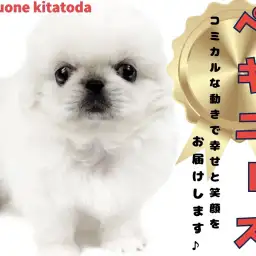 【 ペキニーズ 】犬界のホワイトライオン入店！鼻ぺちゃ顔好きの方必見！