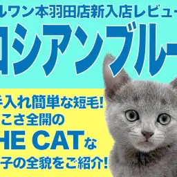 【 ロシアンブルー 】20代一人暮らしのアナタにオススメな理想的なパートナー!