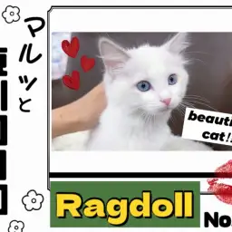 【 マルっと東川口日和日和No.43 】ワンランク上の美貌を持つラグちゃん!