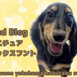 【 ミニチュアダックスフント 】人懐っこさ爆発中!ダックスちゃんのケア成長記録!