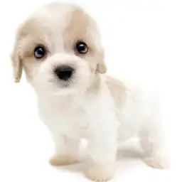 MIX（キャバリアキングチャールズスパニエル×ビションフリーゼ）