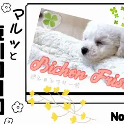 【 マルっと東川口日和No.54 】笑顔が似合う元気印ビションちゃん!