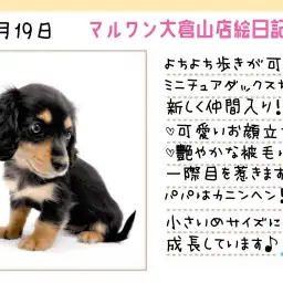 【 ミニチュアダックス 】ツヤツヤ被毛!長いまつ毛!小ぶりなダックスがやって来た!