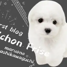 【 ビションフリーゼ 】愛され度注目度No.1！大人気の激かわビションちゃん！