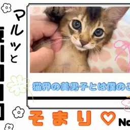 【 マルっと東川口日和No.55 】不思議な魅力を醸し出す激かわソマリちゃん!