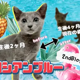 【 ロシアンブルー 】生後4ヶ月半！気品溢れるプリンスは愛情深く成長中です！