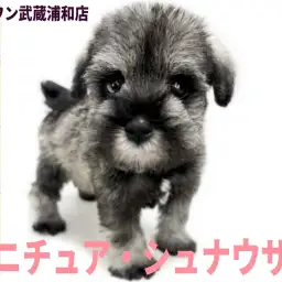 【 ミニチュア・シュナウザー 】最上級に可愛いお顔と穏やかな性格が魅力の美少女