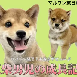 【 豆柴 】生後5か月の体重2.9kg!最強エンジェルスマイルに胸キュン確定!