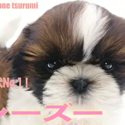 【 シーズー 】愛玩犬のなかでも人気上位!ホワイト&ゴールドカラーの女の子!