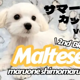 【 マルチーズ 】メリハリ抜群の性格とルックスの魅力が増した男の子の2ndブログ