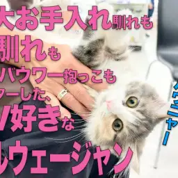 【 ノルウェージャン】三大お手入れも人馴れもマスターしたTV好きにゃんこに成長!