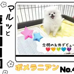 【 マルっと東川口日和No.42 】好奇心旺盛!お外デビューを果たしたポメちゃん