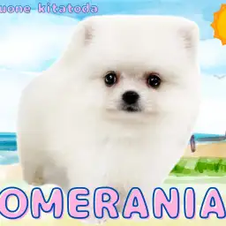 【 ポメラニアン 】たぬき顔の純白ポメラニアンが埼玉県北戸田にやってきた！！