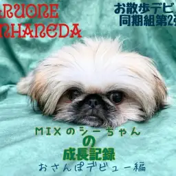 【 MIX・シーペキ 】それぞれのお散歩デビュー第2弾!歩き方が可愛すぎるぞ!