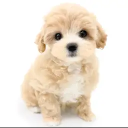 MIX（マルチーズ×トイプードル）