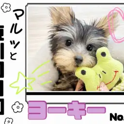 【 マルっと東川口日和No.48 】生後3ヶ月半!お姉さんになったヨーキーちゃん