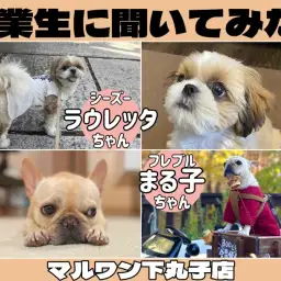 【 卒業生インタビューVol.3 】フレブルとシーズーとの出会いは偶然?奇跡?