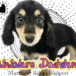 【 ミニチュアダックス 】愛と胴がギュッと詰まった漆黒の正統派イケメン登場!