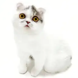 フォールデックス