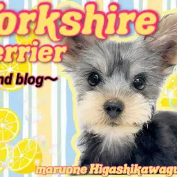 【 ヨークシャーテリア 】2nd！様々なデビューを果たしたヨーキーちゃんに密着！