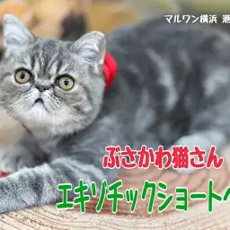 【 エキゾチック 】生後6ヶ月!安定感のあるむっちりボディに成長中