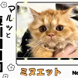 【 マルっと東川口日和No.68 】ベビーフェイスなミヌちゃんの成長記録！