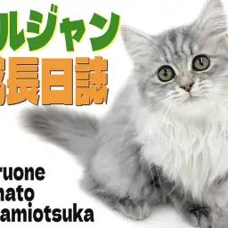 【 ノルウェージャン 】毛量も甘えん坊さもパワーアップ!生後3ヶ月半の成長記録