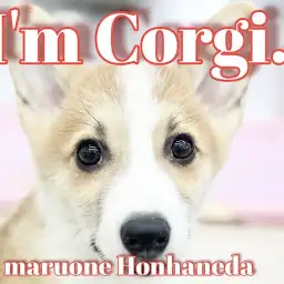 【 コーギー 】鮮やかなレッドホワイト!イケメン確定の短足王子の日常!
