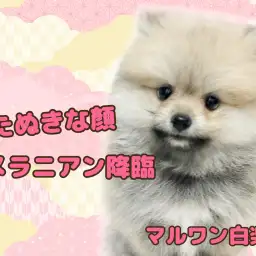 【 ポメラニアン 】爆毛&たぬき顔!人懐っこさ満点の愛されガール