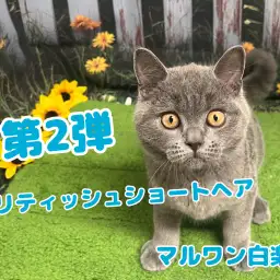 【 ブリティッシュショートヘア 】まんまる顔の癒し系!甘え上手な男の子の成長記録