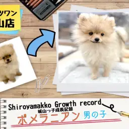 【 ポメラニアン 】城山っ子成長報告！2025年8月8日