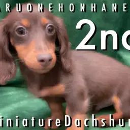 【 ミニチュアダックス 】甘えん坊で健康的!初めてでも安心なダックスちゃん!