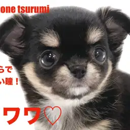 【 チワワ 】艷やかなブラックタン&ホワイトカラーの女の子!!