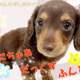 【 ミニチュアダックスフント 】凛々しさと穏やかさを兼ね揃える優しい美男子!