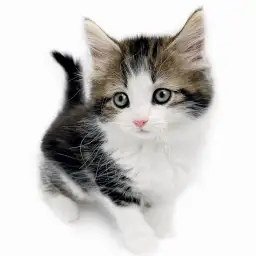 ノルウェージャンフォレストキャット