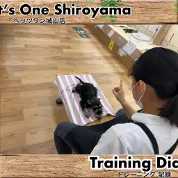 【 城山トレーニングダイアリー 】シュナちゃんの初めてのトレーニング
