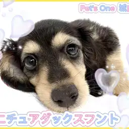 【 ミニチュアダックスフント 】可愛さ爆発！争奪戦間違いなしの女の子が来たよ！