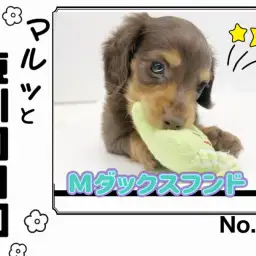 【 マルっと東川口日和No.64 】人懐こさ全開のチョコタンダッちゃんにメロメロ