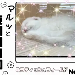 【 マルっと東川口日和No.66 】性格も満点な激カワ垂れ耳スコちゃんが登場!