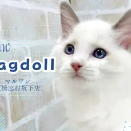 【 ラグドール 】コットンのように白く柔らかい癒やしの手触り!甘え上手な男の子!