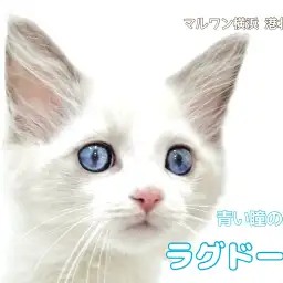 【 ラグドール 】息を呑むほど美しい瞳を持つ、ラグドールの男の子をご紹介!