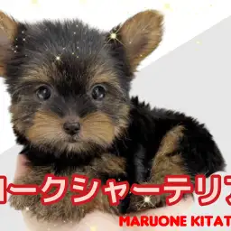 【 ヨークシャーテリア 】北戸田に小さめ体型の穏やかでフレンドリーな女の子入店！