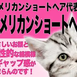 【  アメリカンショートヘア 】優しいお顔とワイルドな縞模様の美アメショ！